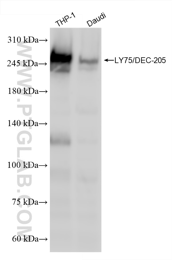 Western Blot (WB) analysis of various lysates using LY75/DEC-205 Recombinant antibody (86342-3-RR)