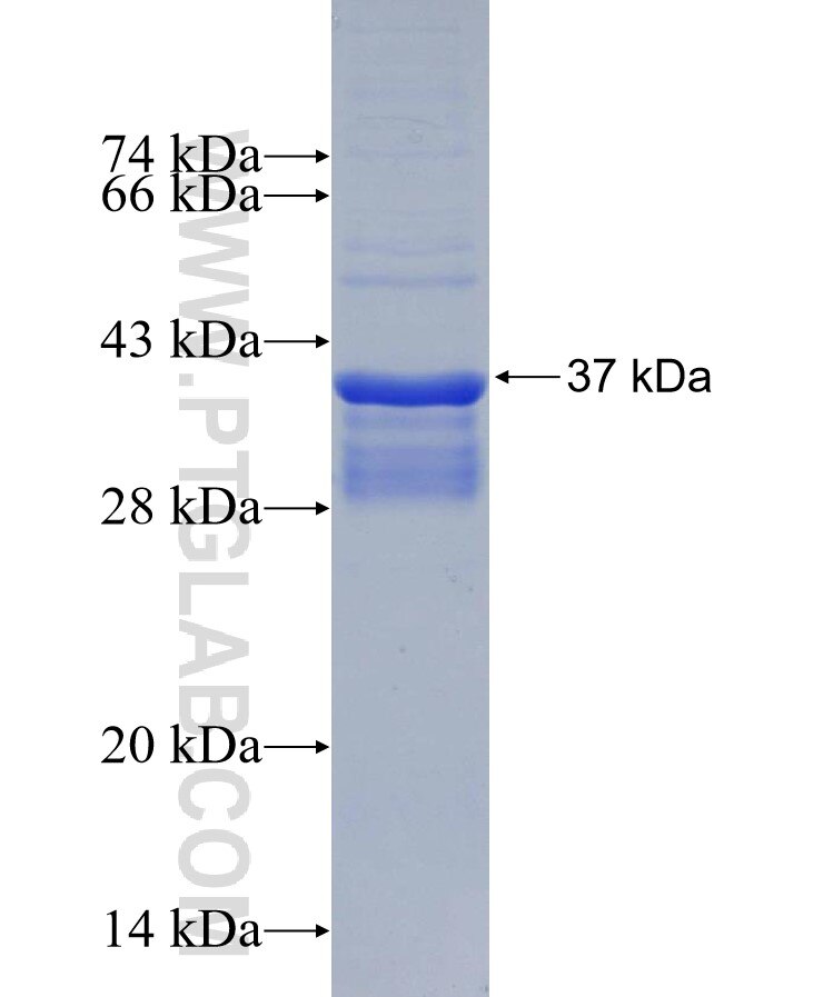 LY75 fusion protein Ag30155 SDS-PAGE