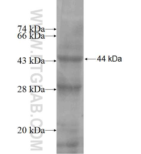 LY86 fusion protein Ag4494 SDS-PAGE