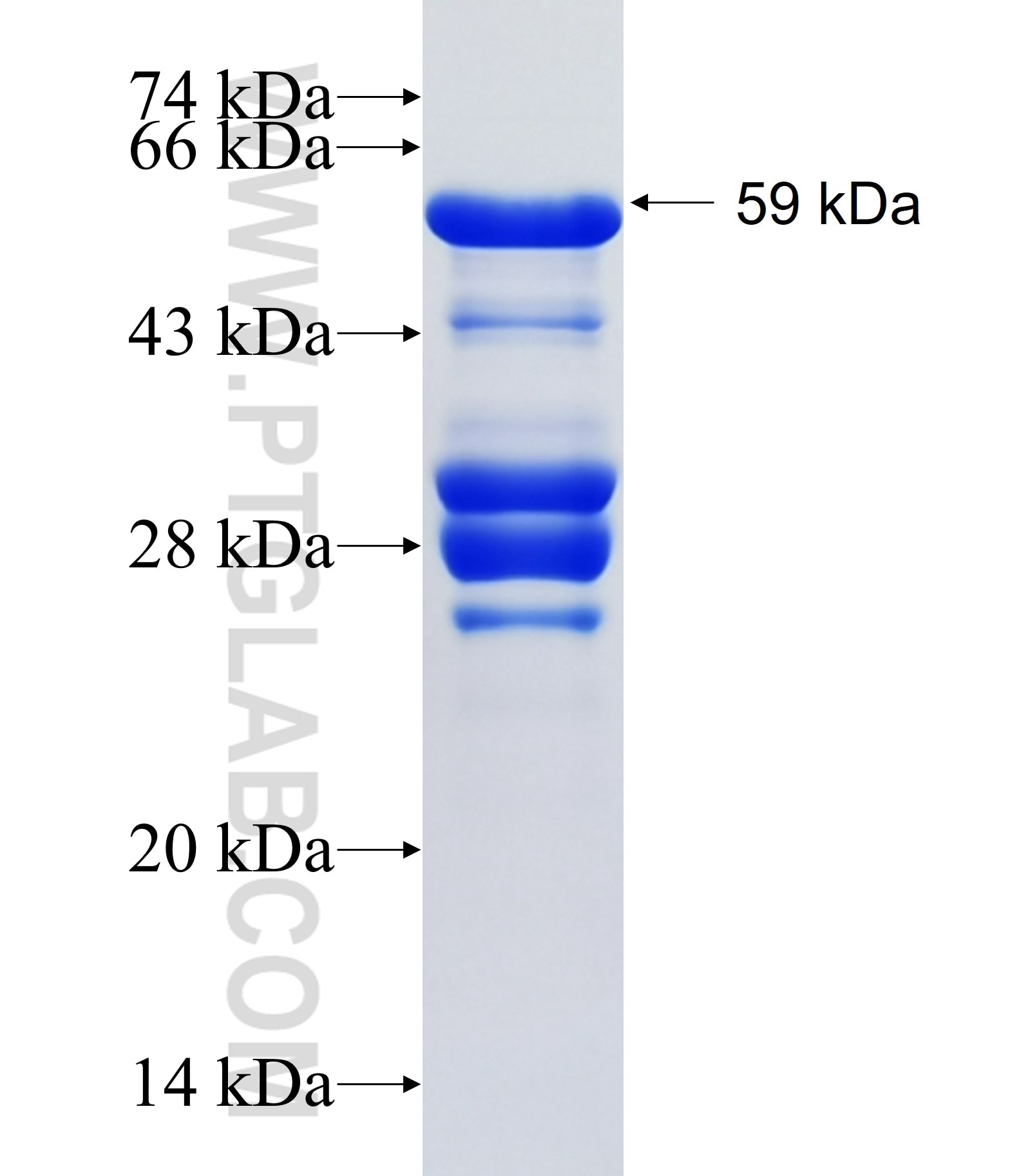LY9 fusion protein Ag34617 SDS-PAGE