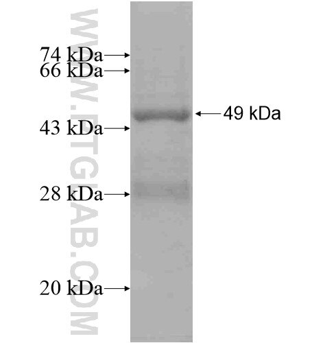 LY9 fusion protein Ag10531 SDS-PAGE