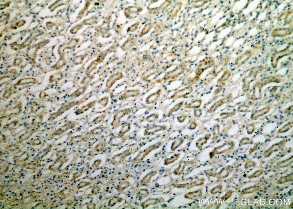 IHC staining of human kidney using 11784-1-AP