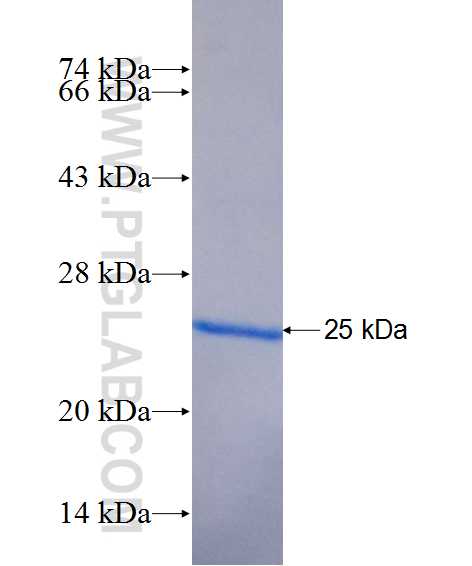 LYG1 fusion protein Ag11320 SDS-PAGE
