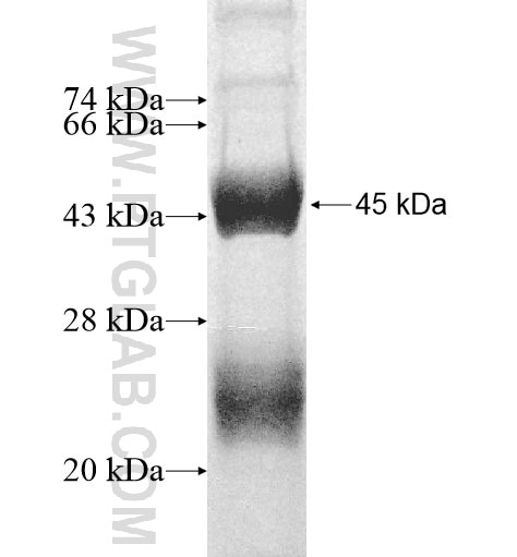 LYG1 fusion protein Ag11455 SDS-PAGE