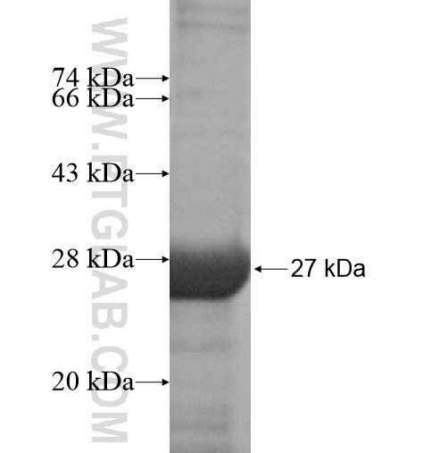 LYG2 fusion protein Ag15928 SDS-PAGE