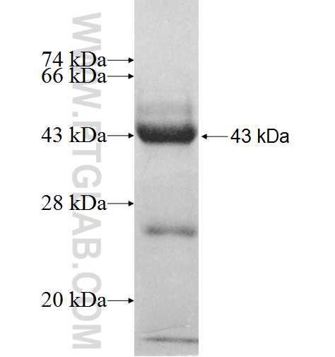 LYL1 fusion protein Ag8528 SDS-PAGE
