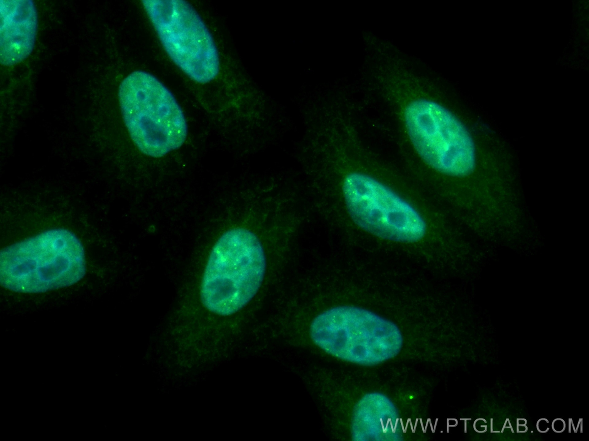 Immunofluorescence (IF) / fluorescent staining of HepG2 cells using CoraLite® Plus 488-conjugated LYN Monoclonal antib (CL488-60211)