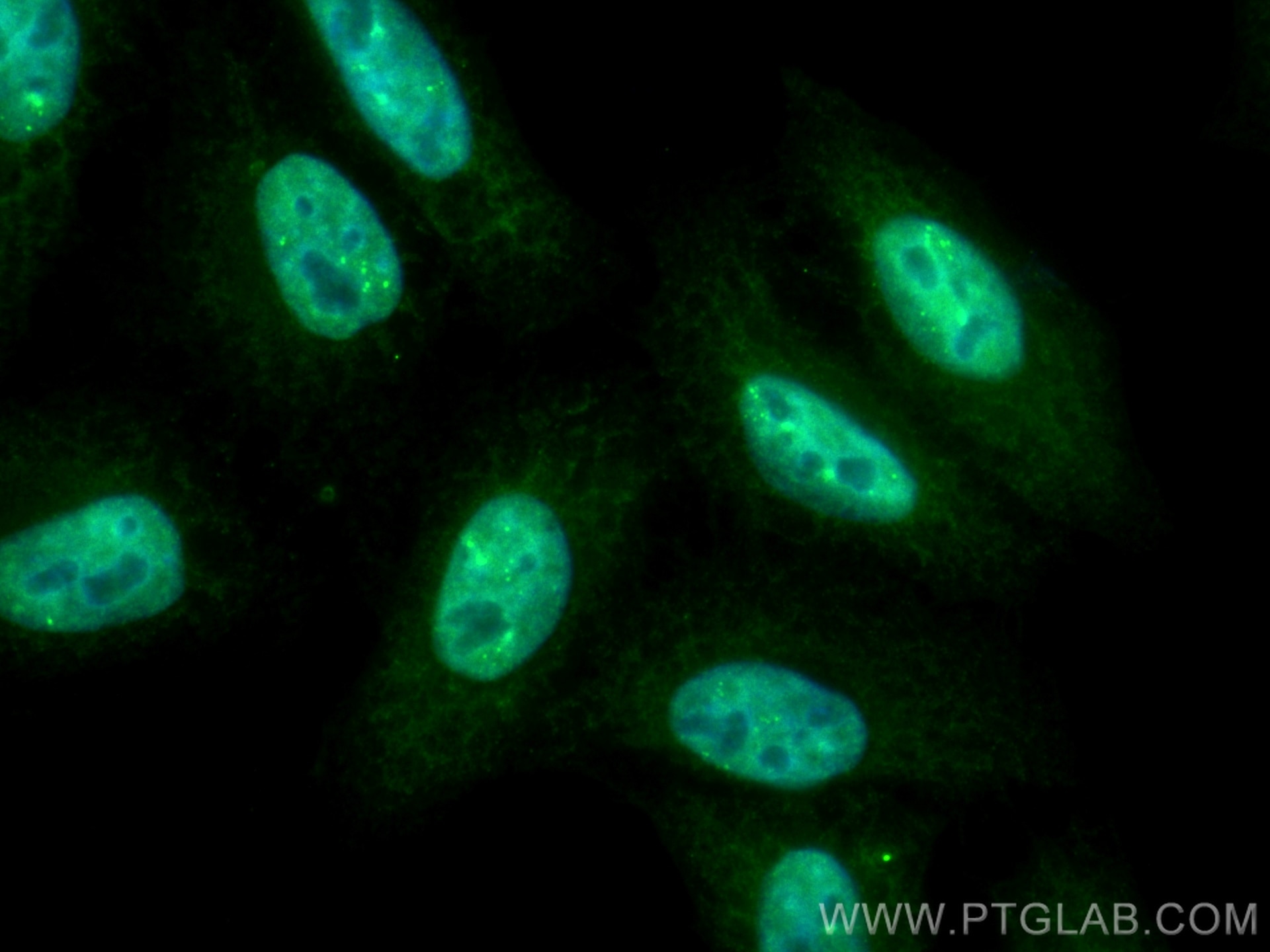 IF Staining of HepG2 using CL488-60211