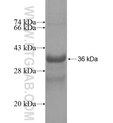 LYNX1 fusion protein Ag4195 SDS-PAGE