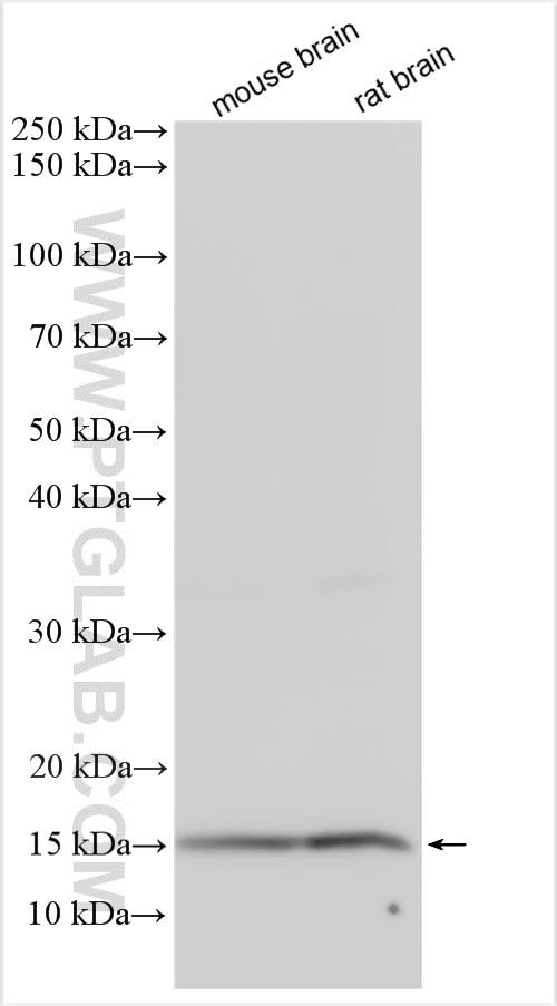 Western Blot (WB) analysis of various lysates using LYPD1 Polyclonal antibody (11415-1-AP)