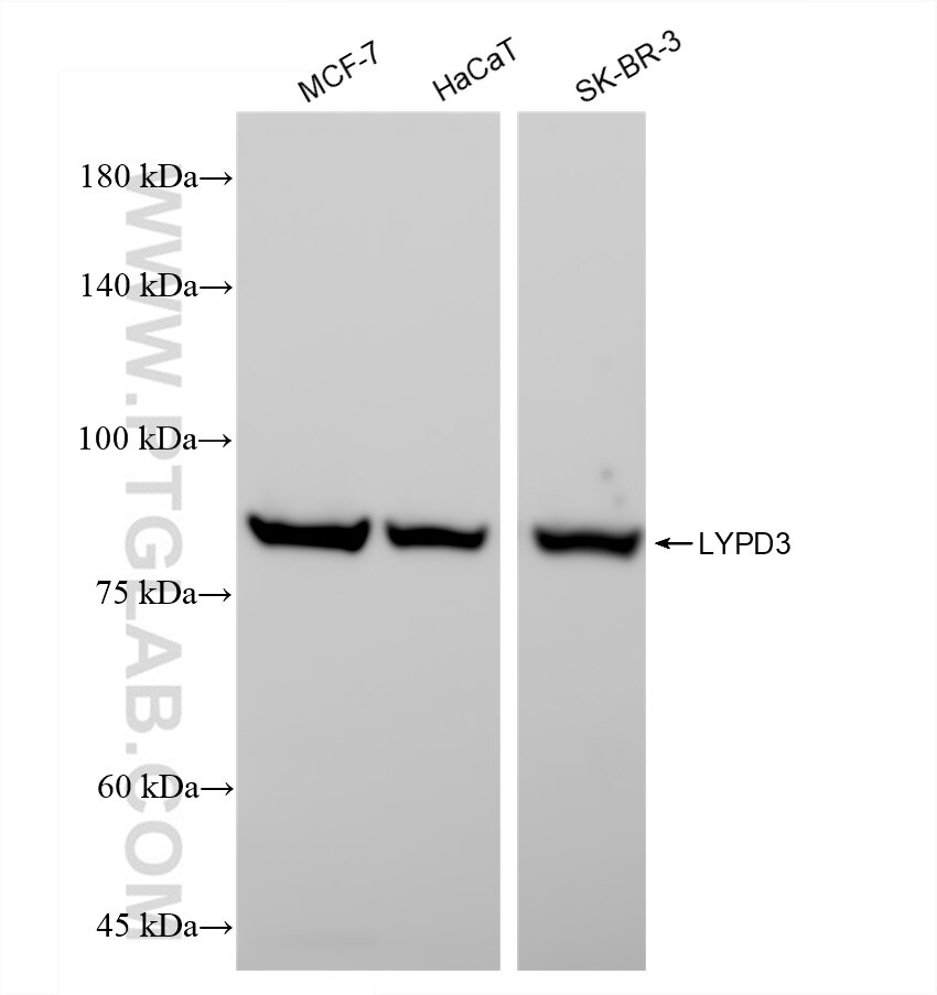 Western Blot (WB) analysis of various lysates using LYPD3 Recombinant antibody (83345-1-RR)