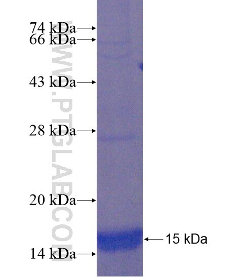 LYPD6B fusion protein Ag22008 SDS-PAGE