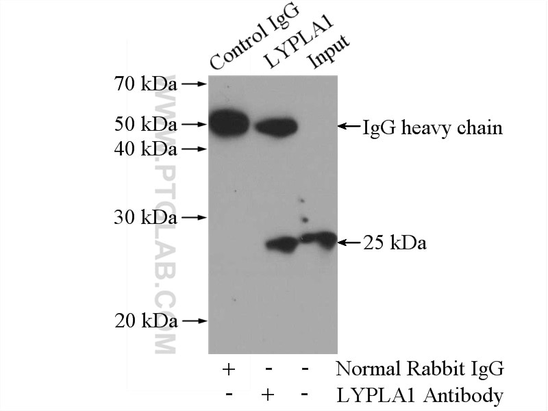 Immunoprecipitation (IP) experiment of mouse brain tissue using LYPLA1 Polyclonal antibody (16055-1-AP)