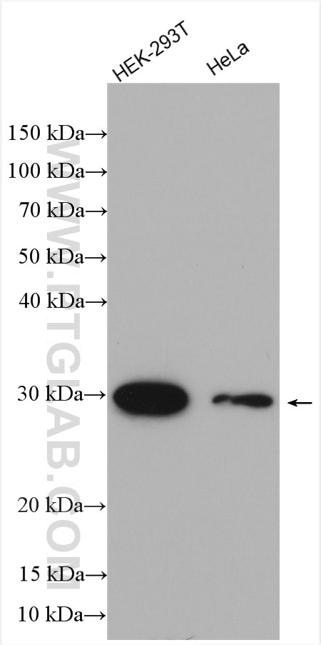 Western Blot (WB) analysis of various lysates using LYPLAL1 Polyclonal antibody (16146-1-AP)