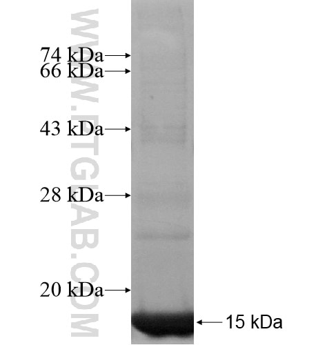 LYRM1 fusion protein Ag10664 SDS-PAGE