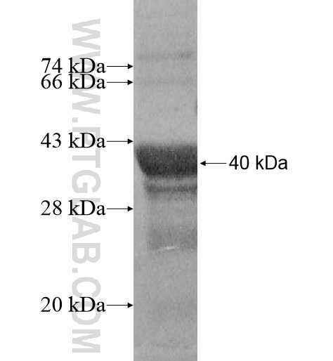 LYRM1 fusion protein Ag10682 SDS-PAGE