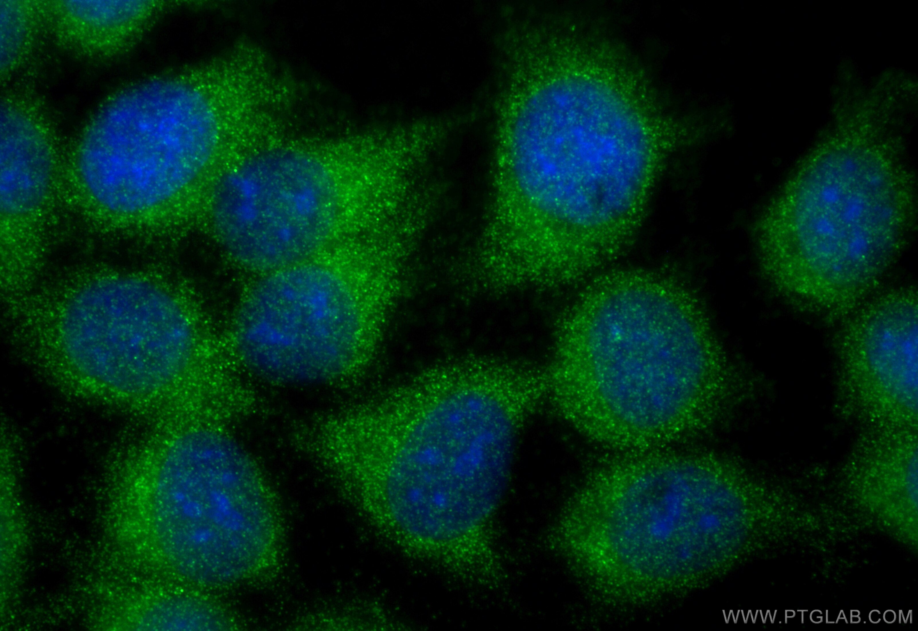 Immunofluorescent analysis of (-20°C Methanol) fixed MCF-7 cells using LYRM2 antibody (31674-1-AP) at dilution of 1:200 and Multi-rAb CoraLite ® Plus 488-Goat Anti-Rabbit Recombinant Secondary Antibody (H+L) (RGAR002). Immunofluorescence (IF) / fluorescent staining of MCF-7 cells using LYRM2 Polyclonal antibody (31674-1-AP)