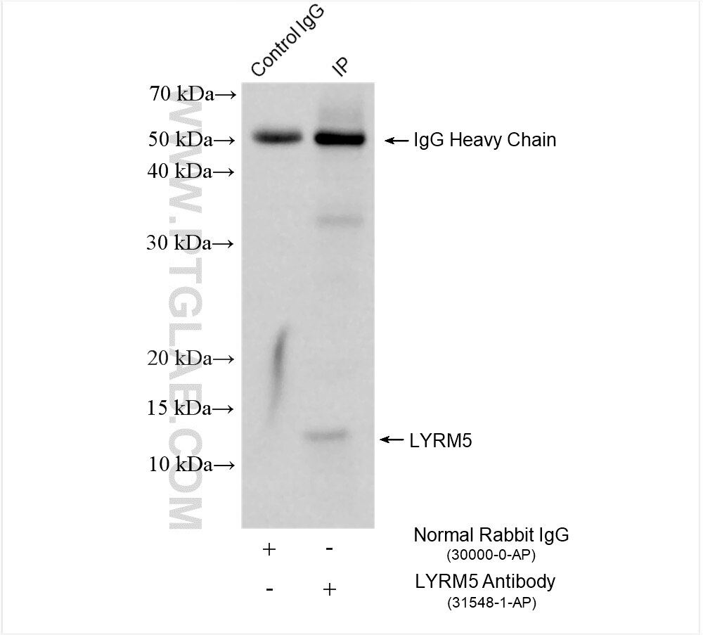 Immunoprecipitation (IP) experiment of mouse heart tissue using LYRM5 Polyclonal antibody (31548-1-AP)