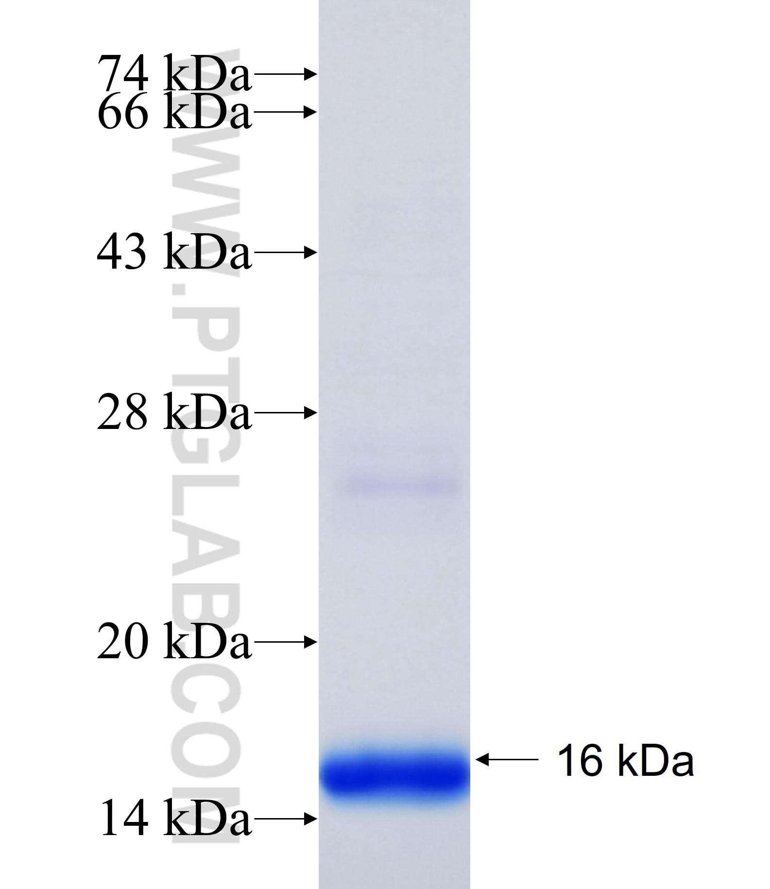 LYRM5 fusion protein Ag35985 SDS-PAGE