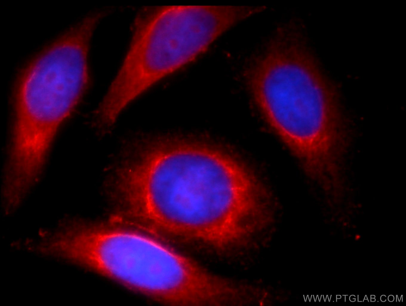 Immunofluorescence (IF) / fluorescent staining of HepG2 cells using LYRM7 Polyclonal antibody (23833-1-AP)