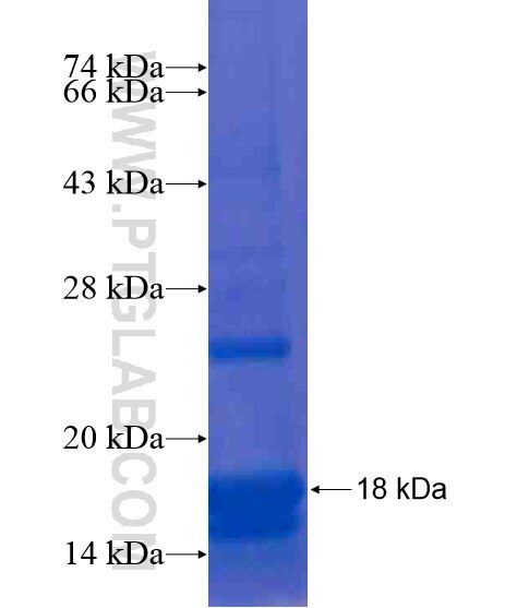 LYRM7 fusion protein Ag20707 SDS-PAGE LYRM7 fusion protein Ag20707 SDS-PAGE