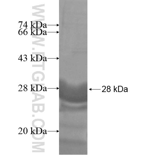 LYSMD2 fusion protein Ag10746 SDS-PAGE