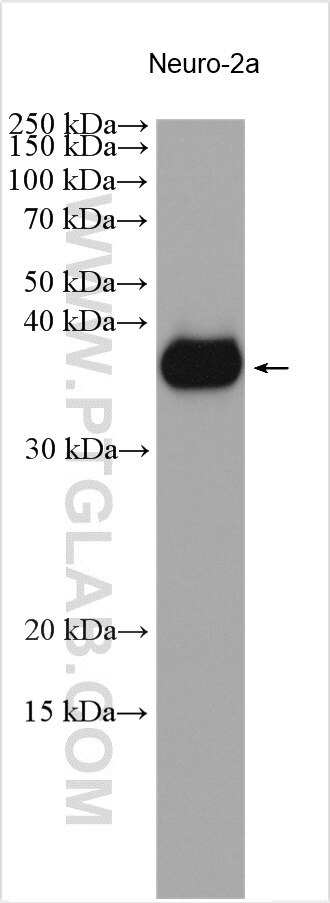 Western Blot (WB) analysis of Neuro-2a cells using LYSMD3 Polyclonal antibody (24313-1-AP)