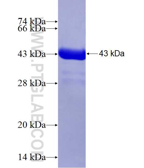 LYSMD3 fusion protein Ag19430 SDS-PAGE
