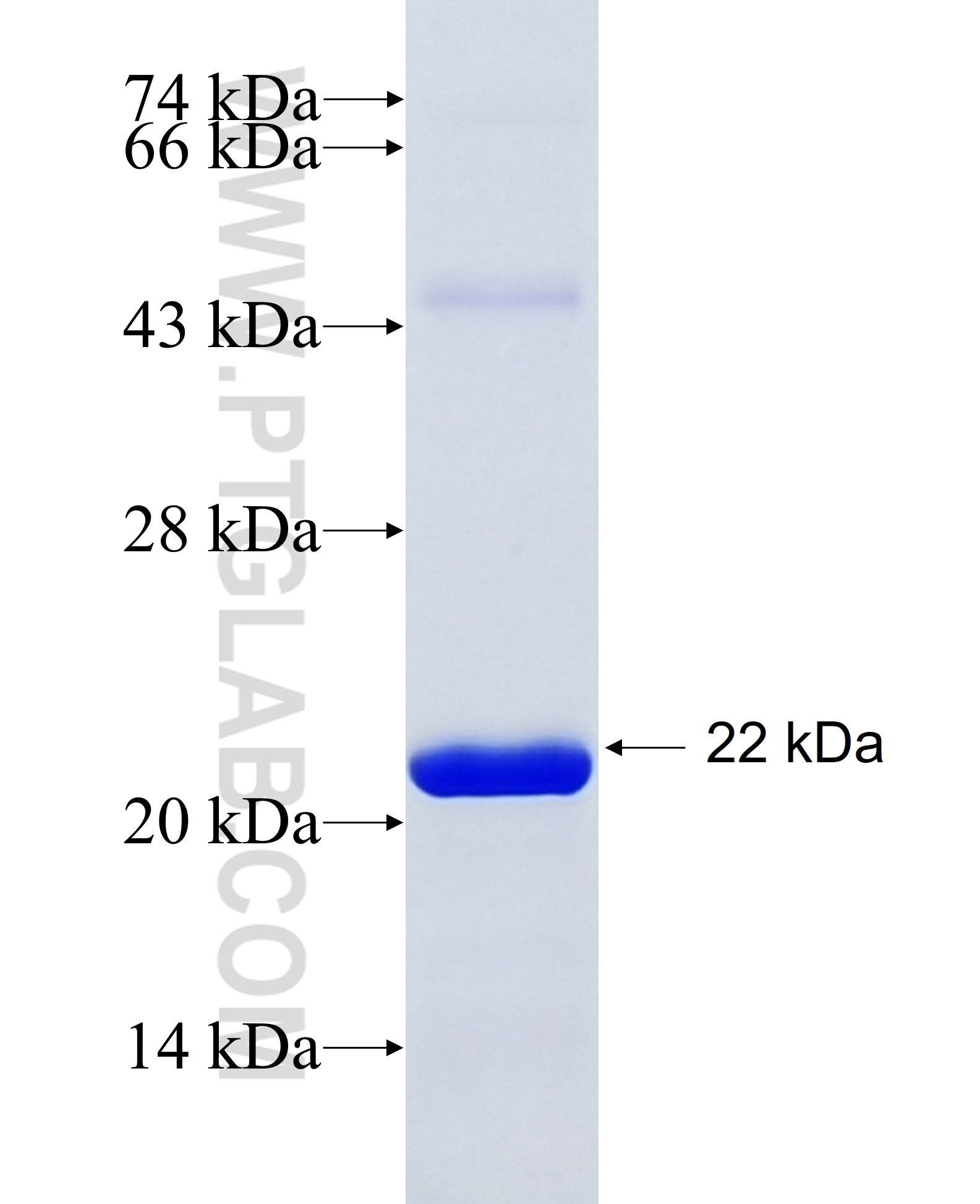 LYSMD3 fusion protein Ag19496 SDS-PAGE