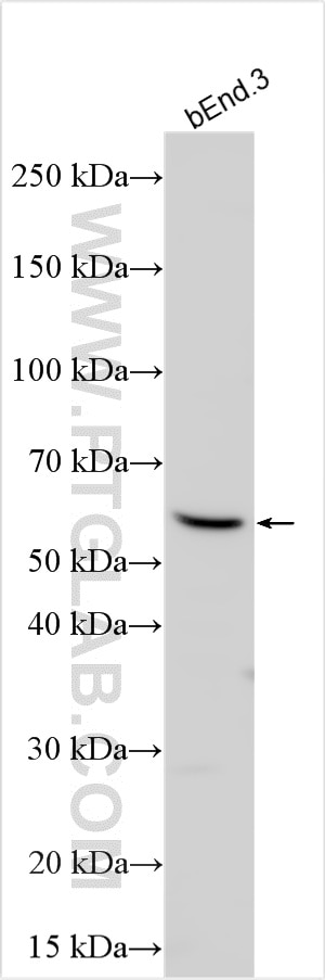 LYVE-1