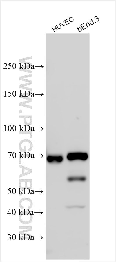 Western Blot (WB) analysis of various lysates using LYVE1 Polyclonal antibody (51011-1-AP)