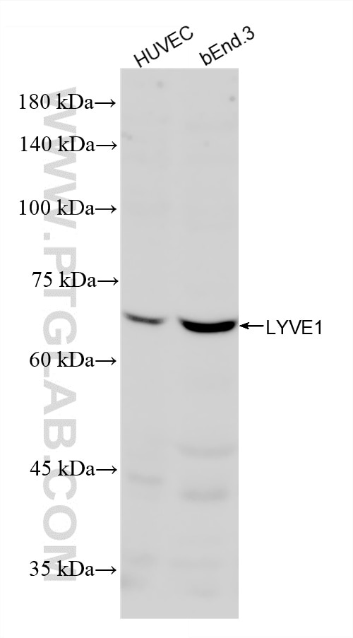 WB analysis using 84526-4-RR (same clone as 84526-4-PBS) Western Blot (WB) analysis of various lysates using LYVE1 Recombinant monoclonal antibody (84526-4-RR)