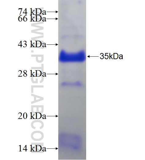 LYVE1 fusion protein Ag24642 SDS-PAGE