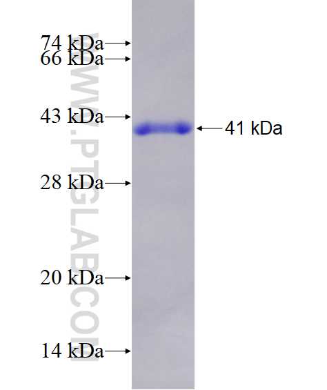 LYVE1 fusion protein Ag28131 SDS-PAGE