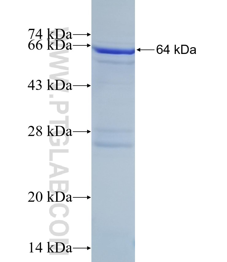 LYVE1 fusion protein Ag0570 SDS-PAGE