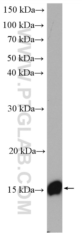 Western Blot (WB) analysis of THP-1 cells using Lysozyme Polyclonal antibody (15013-1-AP)