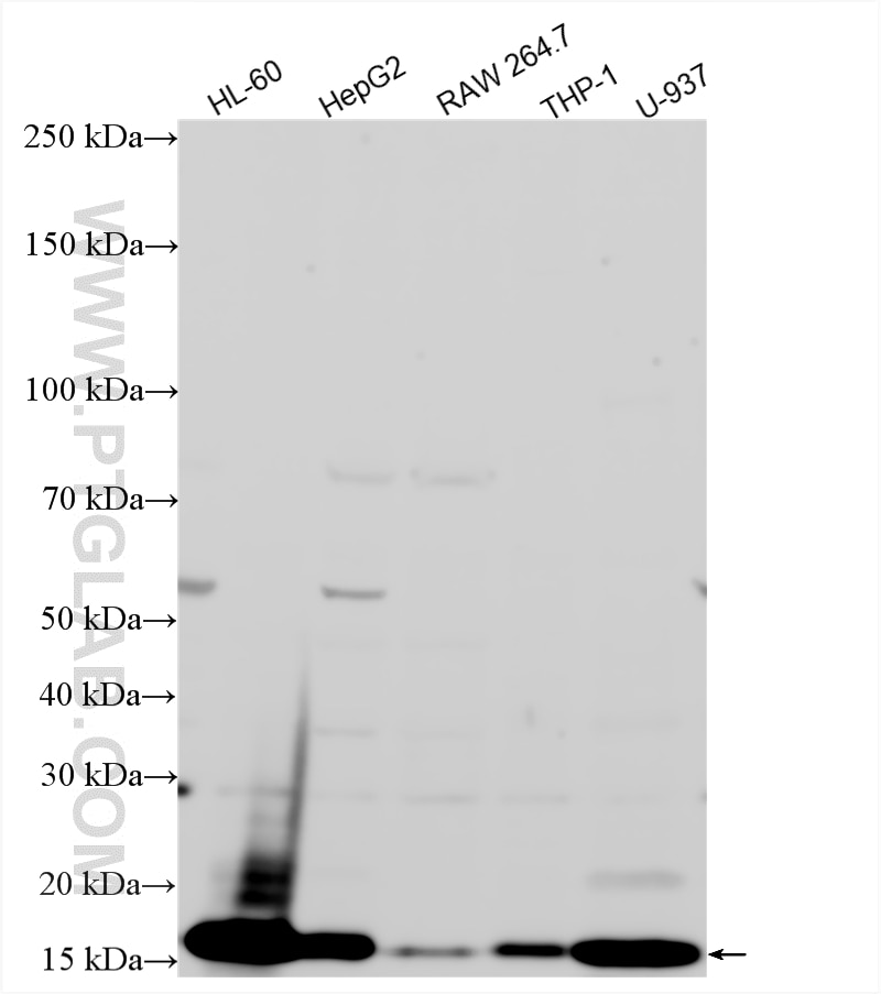 WB analysis using 15013-1-AP Western Blot (WB) analysis of various lysates using Lysozyme Polyclonal antibody (15013-1-AP)