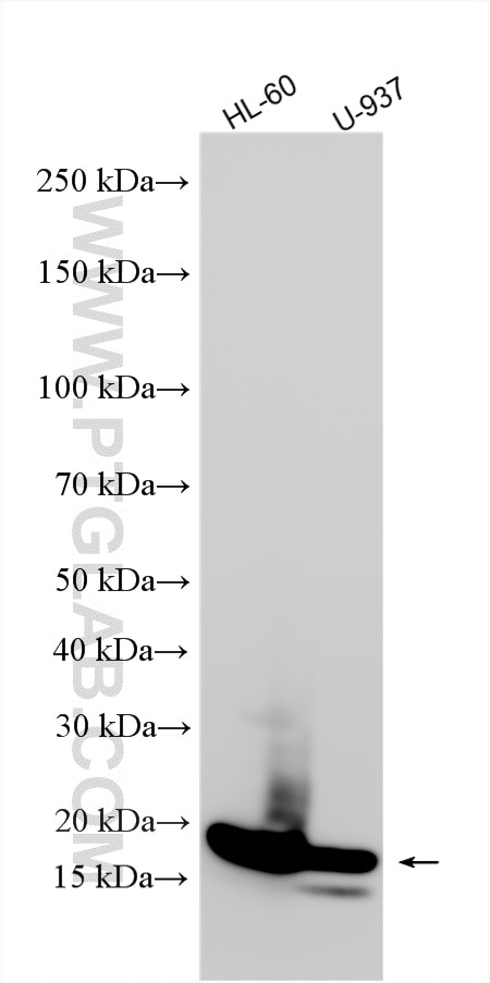 Western Blot (WB) analysis of various lysates using Lysozyme Polyclonal antibody (15013-1-AP)