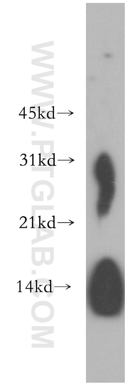 Western Blot (WB) analysis of mouse lung tissue using Lysozyme Polyclonal antibody (15013-1-AP)