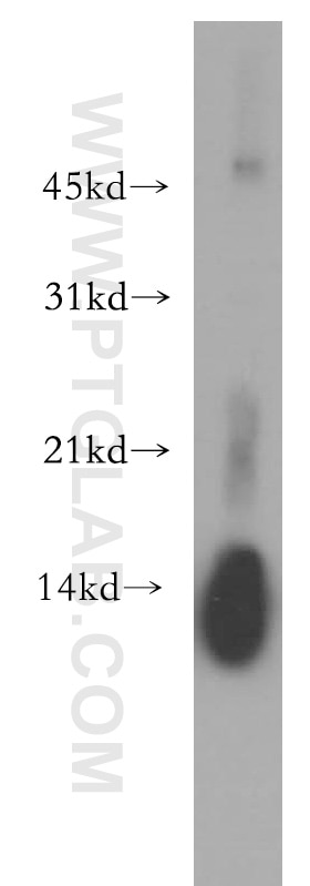 Western Blot (WB) analysis of human spleen tissue using Lysozyme Polyclonal antibody (15013-1-AP)