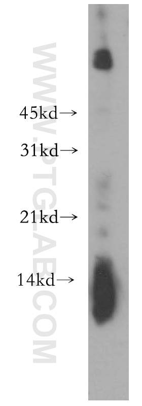 Western Blot (WB) analysis of HL-60 cells using Lysozyme Polyclonal antibody (15013-1-AP)