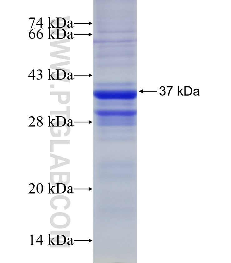 Lysozyme fusion protein Ag6917 SDS-PAGE