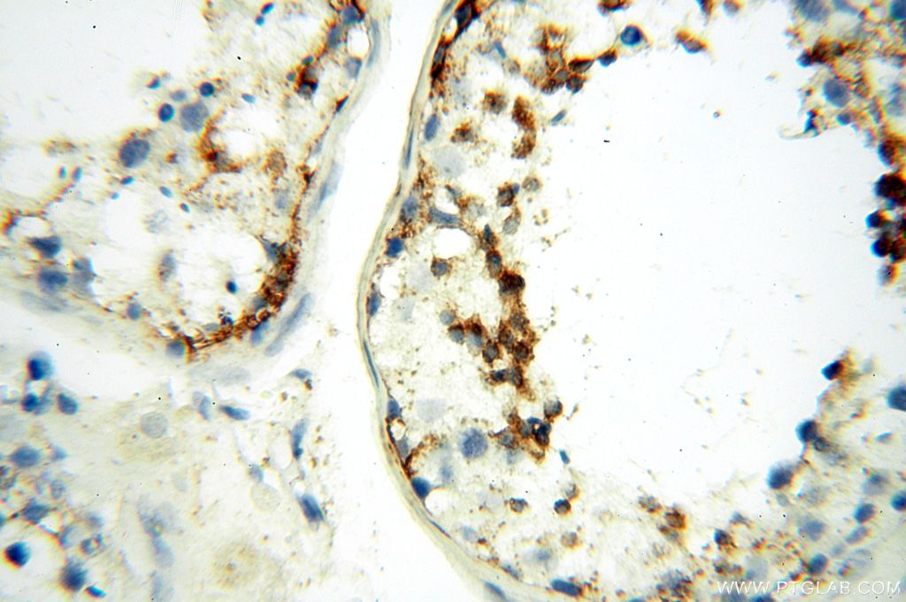 Immunohistochemistry (IHC) staining of human testis tissue using LYZL1 Polyclonal antibody (17207-1-AP)