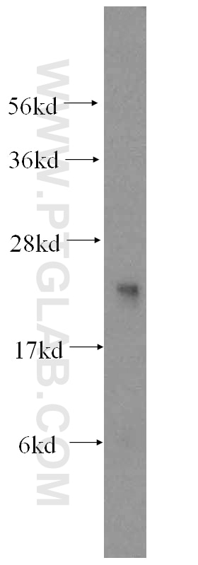 Western Blot (WB) analysis of mouse testis tissue using LYZL1 Polyclonal antibody (17207-1-AP)