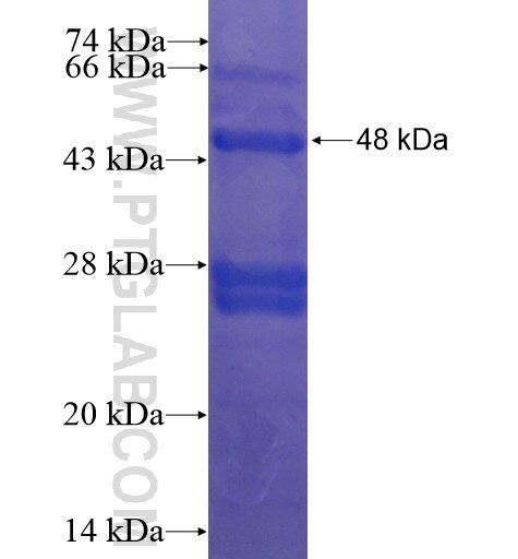 LYZL1 fusion protein Ag10986 SDS-PAGE