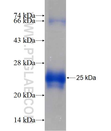 LYZL1 fusion protein Ag11543 SDS-PAGE