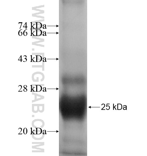 LYZL2 fusion protein Ag11478 SDS-PAGE