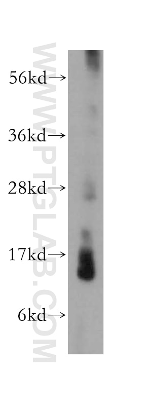 Western Blot (WB) analysis of mouse testis tissue using LYZL4 Polyclonal antibody (17443-1-AP)