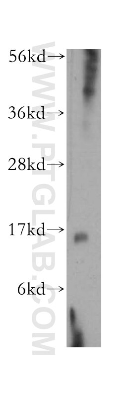 Western Blot (WB) analysis of Raji cells using LYZL4 Polyclonal antibody (17443-1-AP)
