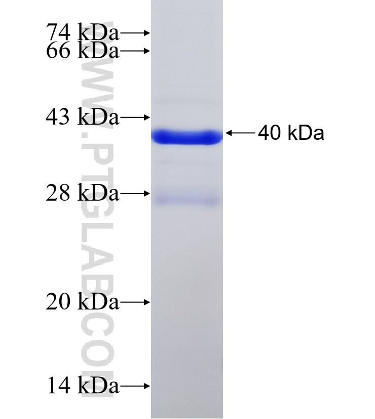 LYZL4 fusion protein Ag11532 SDS-PAGE